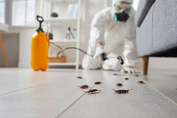 Commercial Kitchen Cockroach Control in Woodbury